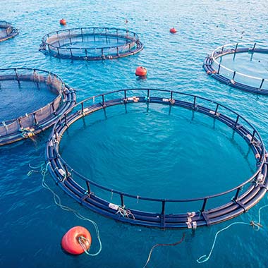 Le gabbie a rete dell'acquacoltura trattengono i frutti di mare d'allevamento. I pesci necessitano di ossigeno disciolto in acqua, ma un eccesso può causare malattie.
